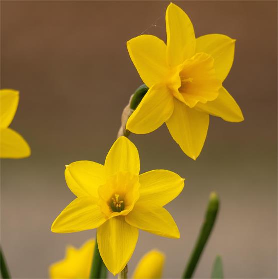 Pace e Bene zum Muttertag